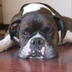 Kate Upton Instagram - We’ve been grieving the loss of the heart of our family. Over the past 12 years Harley has been by our side showing us the true meaning of unconditional love and loyalty. Never in one place for long, we were each others’ constants and home. Only old age could tear us apart…but I know he is no longer in pain and looking down on us from above. Once a guardian angel on earth, he is now one in heaven. I will continue to love you every day Harley ❤️ RIP