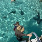Kate Upton Instagram - Officially crossed swimming with pigs & sharks off Vivi’s bucket list! ...okay maybe she doesn’t have a bucket list. But she was fearless and loved it! 🦈💕
