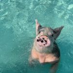 Kate Upton Instagram - Sometimes you gotta put some pigs in their place... amirite?