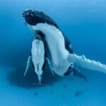 Katie Couric Instagram - I will use any excuse to post about my friends @paulnicklen and @mitty and the life-changing whale watching trip they took @johnmolner and me on in early 2023! 🐋 🤩 These wonderful human beings are the co-founders of the nonprofit @sealegacy and they're on a mission to celebrate our planet’s precious bodies of water, while giving us an up-close-and-personal look at their work. 📸 I'm so excited to share that my newsletter, Wake-Up Call, now has a new column called Ripple Effect where this dynamic duo will be regularly sharing their adventures on the ocean and what we can all do to protect it. 🌊 We kick things off today with a look at how @sealegacy safeguards these unique environments — and make sure you're subscribed to Wake-Up Call to never miss the newest write-up! Click the link in my bio to learn more. 👆 #sealegacy #wakeupcall #rippleeffect #paulnicklen #conservancy