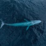Katie Couric Instagram - I will use any excuse to post about my friends @paulnicklen and @mitty and the life-changing whale watching trip they took @johnmolner and me on in early 2023! 🐋 🤩 These wonderful human beings are the co-founders of the nonprofit @sealegacy and they're on a mission to celebrate our planet’s precious bodies of water, while giving us an up-close-and-personal look at their work. 📸 I'm so excited to share that my newsletter, Wake-Up Call, now has a new column called Ripple Effect where this dynamic duo will be regularly sharing their adventures on the ocean and what we can all do to protect it. 🌊 We kick things off today with a look at how @sealegacy safeguards these unique environments — and make sure you're subscribed to Wake-Up Call to never miss the newest write-up! Click the link in my bio to learn more. 👆 #sealegacy #wakeupcall #rippleeffect #paulnicklen #conservancy