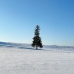 Katsamonnat Namwirote Instagram – You are not alone , You are the cherry on top 🍒🌲 Furano, Hokkaido