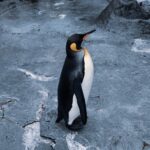 Kawin Imanothai Instagram - Happy Feet :) 旭川市旭山動物園（Asahiyama Zoo）
