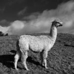 Kawin Imanothai Instagram - Surico Alpaca