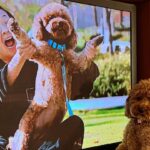Ken Jeong Instagram - 🧡🐾