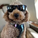 Ken Jeong Instagram - Mocha will make her Super Bowl ad debut tomorrow. I’m worried the fame is getting to her head.