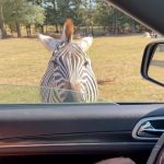 Kendall Vertes Instagram - Snow white and her prince Lake Hartwell Wildlife Safari