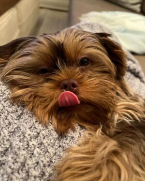 Kerry Washington Instagram - Instagram, meet my new furbaby… Cinnamon 🥹