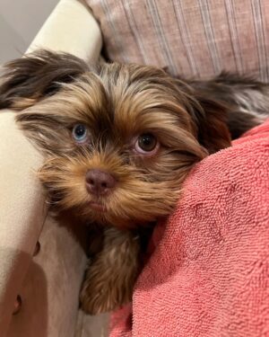 Kerry Washington Instagram - Instagram, meet my new furbaby… Cinnamon 🥹