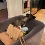 Keshia Knight Pulliam Instagram - Is this dog really peacefully sleeping on Chanel with Ella’s slipper that she has turned into her toy?!?!? 🤯🤦🏾‍♀️
