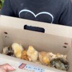 Keshia Knight Pulliam Instagram - It’s Sunday... Why not buy chickens?!?! 🐥🐣🐥 #FarmLife #KeshiaKnightPulliamHome