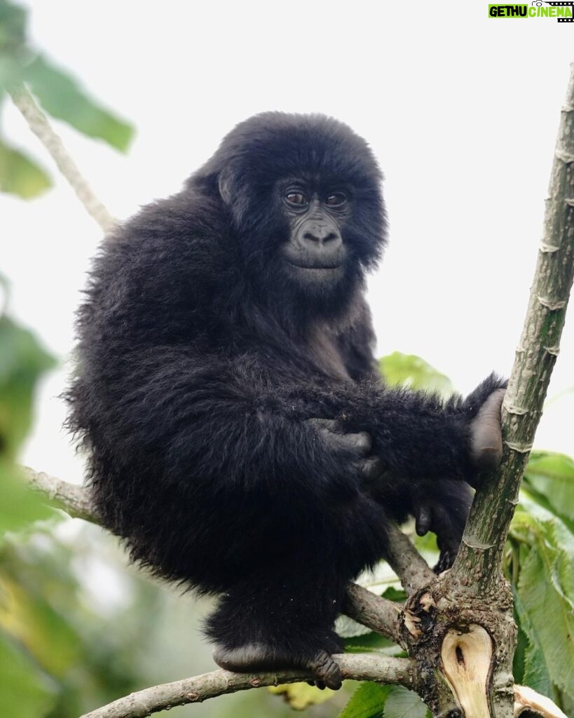 Kevin Love Instagram - The Amahoro troop 🦍 Trekking to this family of mountain Gorillas and seeing them in their natural habitat is likely the most surreal and humbling experience I’ve ever had. You know those moments when you say to yourself “DAMN I FEEL ALIVE!!!” — this was one of them. The excitement and nervous energy I felt were reminders to put my cameras down and not solely focus on capturing the moment, but live in it. The star was without a doubt the 9 month old (slide 2). And the moments I did have my camera present, him and his 430lb silverback father were the best to photograph. Less than 10 feet was all that separated us…easily the most one sided matchup of my career. Sad to have only had one day to spend in Volcanoes National Park. But it’s not a goodbye Rwanda - rather a see you later. Thank you for this natural high. We will be back…and hopefully soon. #rwanda 🇷🇼🇷🇼🇷🇼