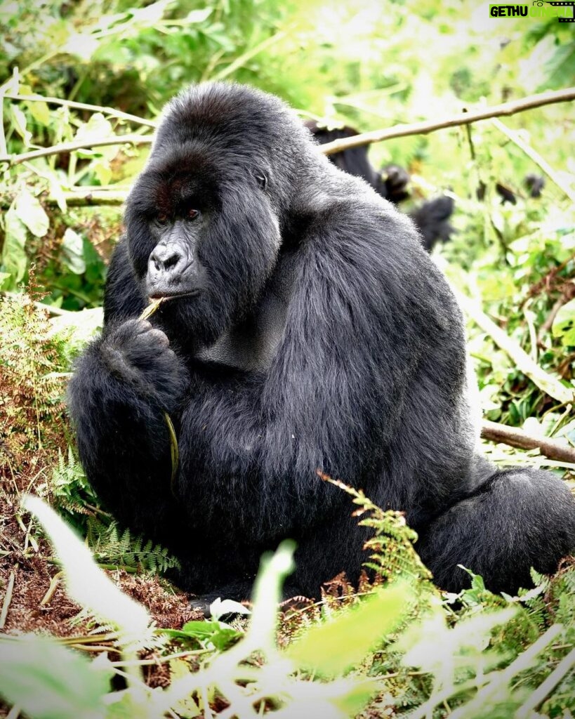 Kevin Love Instagram - The Amahoro troop 🦍 Trekking to this family of mountain Gorillas and seeing them in their natural habitat is likely the most surreal and humbling experience I’ve ever had. You know those moments when you say to yourself “DAMN I FEEL ALIVE!!!” — this was one of them. The excitement and nervous energy I felt were reminders to put my cameras down and not solely focus on capturing the moment, but live in it. The star was without a doubt the 9 month old (slide 2). And the moments I did have my camera present, him and his 430lb silverback father were the best to photograph. Less than 10 feet was all that separated us…easily the most one sided matchup of my career. Sad to have only had one day to spend in Volcanoes National Park. But it’s not a goodbye Rwanda - rather a see you later. Thank you for this natural high. We will be back…and hopefully soon. #rwanda 🇷🇼🇷🇼🇷🇼