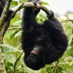 Kevin Love Instagram – The Amahoro troop 🦍

Trekking to this family of mountain Gorillas and seeing them in their natural habitat is likely the most surreal and humbling experience I’ve ever had. You know those moments when you say to yourself “DAMN I FEEL ALIVE!!!” — this was one of them. The excitement and nervous energy I felt were reminders to put my cameras down and not solely focus on capturing the moment, but live in it. The star was without a doubt the 9 month old (slide 2). And the moments I did have my camera present, him and his 430lb silverback father were the best to photograph. Less than 10 feet was all that separated us…easily the most one sided matchup of my career. 

Sad to have only had one day to spend in Volcanoes National Park. But it’s not a goodbye Rwanda – rather a see you later. Thank you for this natural high. We will be back…and hopefully soon.  #rwanda 🇷🇼🇷🇼🇷🇼