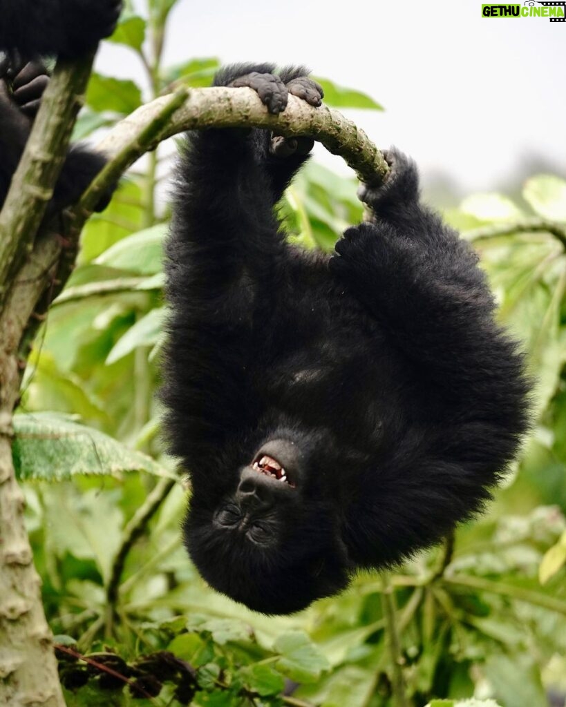 Kevin Love Instagram - The Amahoro troop 🦍 Trekking to this family of mountain Gorillas and seeing them in their natural habitat is likely the most surreal and humbling experience I’ve ever had. You know those moments when you say to yourself “DAMN I FEEL ALIVE!!!” — this was one of them. The excitement and nervous energy I felt were reminders to put my cameras down and not solely focus on capturing the moment, but live in it. The star was without a doubt the 9 month old (slide 2). And the moments I did have my camera present, him and his 430lb silverback father were the best to photograph. Less than 10 feet was all that separated us…easily the most one sided matchup of my career. Sad to have only had one day to spend in Volcanoes National Park. But it’s not a goodbye Rwanda - rather a see you later. Thank you for this natural high. We will be back…and hopefully soon. #rwanda 🇷🇼🇷🇼🇷🇼