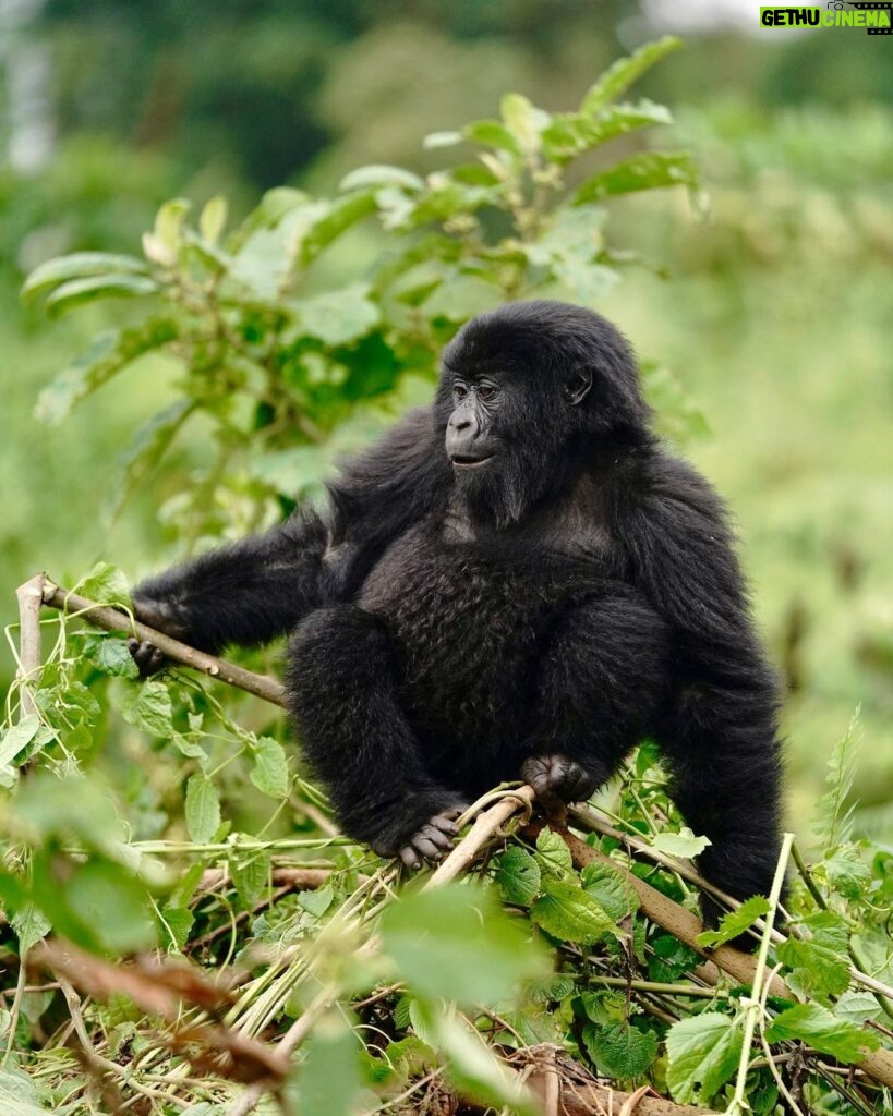 Kevin Love Instagram - The Amahoro troop 🦍 Trekking to this family of mountain Gorillas and seeing them in their natural habitat is likely the most surreal and humbling experience I’ve ever had. You know those moments when you say to yourself “DAMN I FEEL ALIVE!!!” — this was one of them. The excitement and nervous energy I felt were reminders to put my cameras down and not solely focus on capturing the moment, but live in it. The star was without a doubt the 9 month old (slide 2). And the moments I did have my camera present, him and his 430lb silverback father were the best to photograph. Less than 10 feet was all that separated us…easily the most one sided matchup of my career. Sad to have only had one day to spend in Volcanoes National Park. But it’s not a goodbye Rwanda - rather a see you later. Thank you for this natural high. We will be back…and hopefully soon. #rwanda 🇷🇼🇷🇼🇷🇼