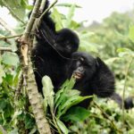 Kevin Love Instagram – The Amahoro troop 🦍

Trekking to this family of mountain Gorillas and seeing them in their natural habitat is likely the most surreal and humbling experience I’ve ever had. You know those moments when you say to yourself “DAMN I FEEL ALIVE!!!” — this was one of them. The excitement and nervous energy I felt were reminders to put my cameras down and not solely focus on capturing the moment, but live in it. The star was without a doubt the 9 month old (slide 2). And the moments I did have my camera present, him and his 430lb silverback father were the best to photograph. Less than 10 feet was all that separated us…easily the most one sided matchup of my career. 

Sad to have only had one day to spend in Volcanoes National Park. But it’s not a goodbye Rwanda – rather a see you later. Thank you for this natural high. We will be back…and hopefully soon.  #rwanda 🇷🇼🇷🇼🇷🇼