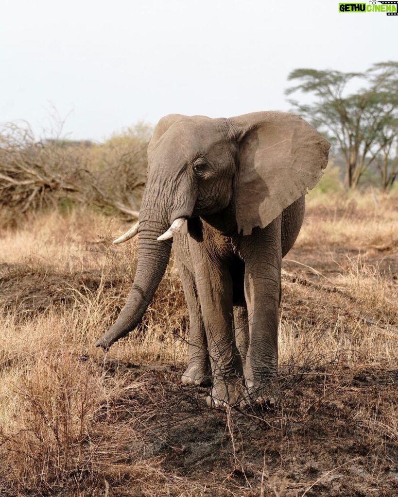 Kevin Love Instagram - Our time in Tanzania is coming to an end 💔 — Sharing a few more still moments I was able to capture. What’s your favorite from the group? Singita Sabora Tented Camp