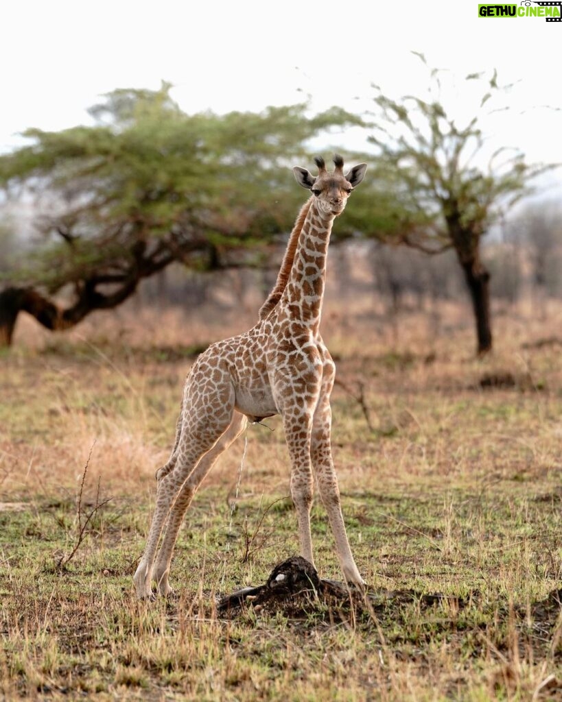 Kevin Love Instagram - Our time in Tanzania is coming to an end 💔 — Sharing a few more still moments I was able to capture. What’s your favorite from the group? Singita Sabora Tented Camp