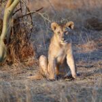 Kevin Love Instagram – Our time in Tanzania is coming to an end 💔 — Sharing a few more still moments I was able to capture. What’s your favorite from the group? Singita Sabora Tented Camp