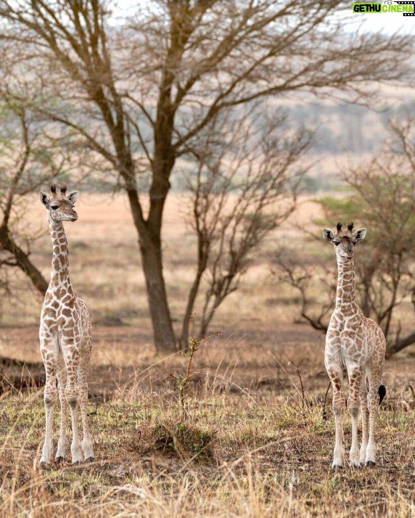 Kevin Love Instagram - Our time in Tanzania is coming to an end 💔 — Sharing a few more still moments I was able to capture. What’s your favorite from the group? Singita Sabora Tented Camp