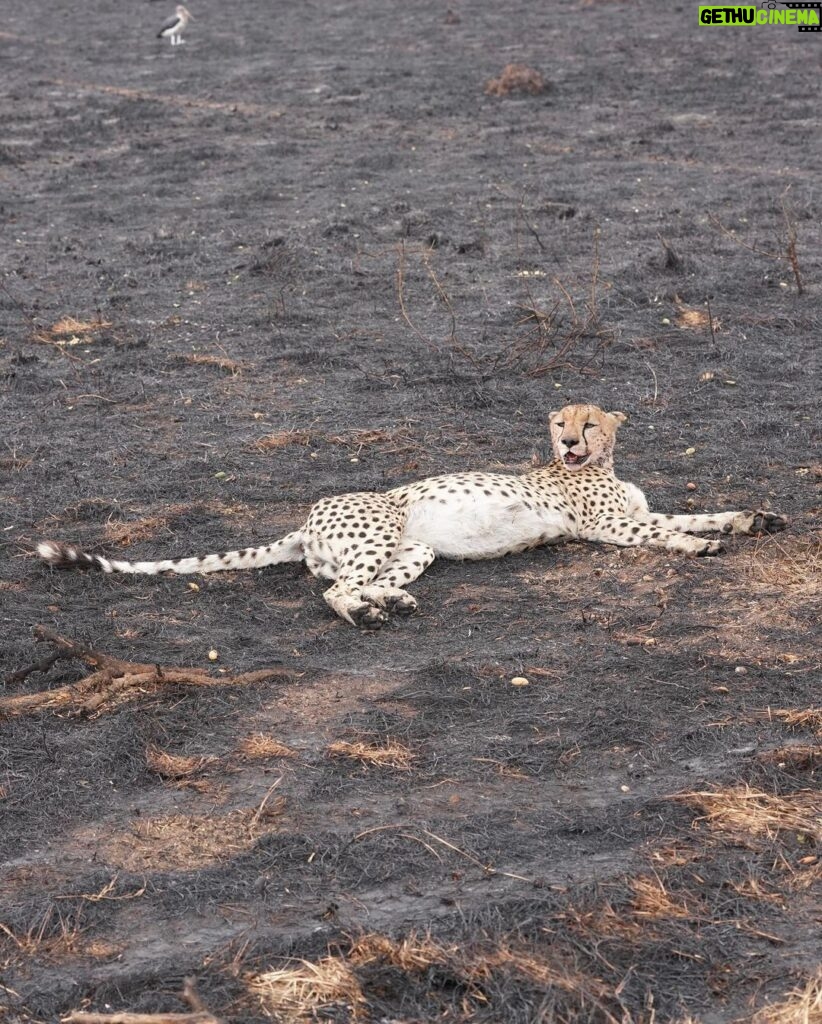 Kevin Love Instagram - Our time in Tanzania is coming to an end 💔 — Sharing a few more still moments I was able to capture. What’s your favorite from the group? Singita Sabora Tented Camp