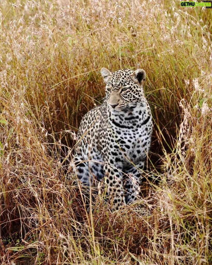 Kevin Love Instagram - Our time in Tanzania is coming to an end 💔 — Sharing a few more still moments I was able to capture. What’s your favorite from the group? Singita Sabora Tented Camp