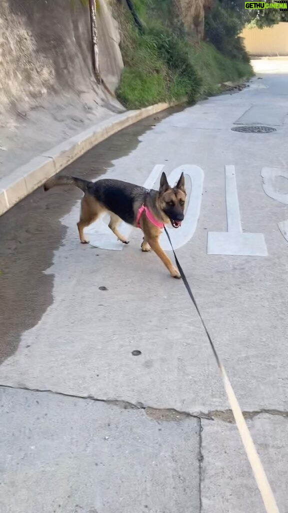 Kevin Smith Instagram - Never mind @netflix - this is Birdie’s version of spending a Saturday “streaming”. Hear Dad jokes like this when @ralphgarman and I bring HOLLYWOOD BABBLE-ON back to @flapperscomedy Club on March 9th! Tickets at #flapperscomedyclub site or SeeSmod dot com! #KevinSmith #germanshepherd #gsd #dogsofinstagram