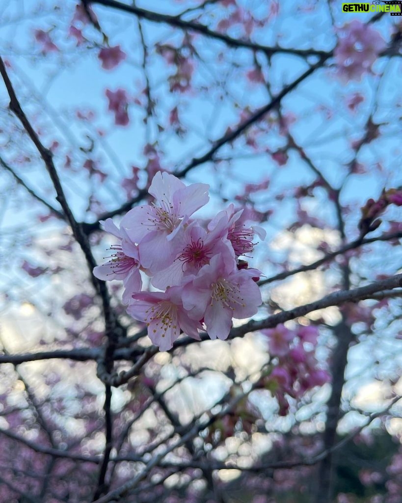 Kiko Mizuhara Instagram - 笑う門には福来る🍵 Japan