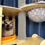 Kim Min-gue Instagram - 🐱🐱🐱