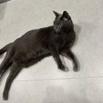 Kim Min-gue Instagram - 🐱