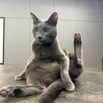Kim Min-gue Instagram - 😼