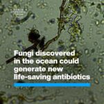 Klaus Schwab Instagram - This could lead to the discovery of new life-saving antibiotics. The World Economic Forum has launched the Global Future Council on the Future of Tackling Antimicrobial Resistance, an initiative working to tackle AMR around the world. Tap the link in our bio to learn more.