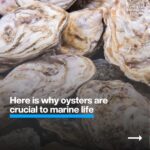 Klaus Schwab Instagram - Oysters are crucial to marine life. But as ocean acidification intensifies, the oyster's future hangs in the balance – and with it, environmental and economic ecosystems. Learn more about the efforts to protect the world’s oysters - and why they are important by tapping the link in our bio.
