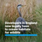 Klaus Schwab Instagram - New building projects must now offer a 10% net gain in biodiversity. The World Economic Forum has established the Biodiversity Credits Initiative which aims to drive investment towards nature and the communities that protect it. Learn more by tapping on the link in our bio.