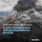 Klaus Schwab Instagram - Oysters are crucial to marine life. But as ocean acidification intensifies, the oyster's future hangs in the balance – and with it, environmental and economic ecosystems. Learn more about the efforts to protect the world’s oysters - and why they are important by tapping the link in our bio.