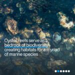 Klaus Schwab Instagram - Oysters are crucial to marine life. But as ocean acidification intensifies, the oyster's future hangs in the balance – and with it, environmental and economic ecosystems. Learn more about the efforts to protect the world’s oysters - and why they are important by tapping the link in our bio.