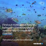Klaus Schwab Instagram - Oysters are crucial to marine life. But as ocean acidification intensifies, the oyster's future hangs in the balance – and with it, environmental and economic ecosystems. Learn more about the efforts to protect the world’s oysters - and why they are important by tapping the link in our bio.