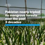 Klaus Schwab Instagram - This nation has bucked a global trend of mangrove decline. Learn more about the importance of mangrove forests to achieve global climate targets by tapping the link in our bio. @1t_org