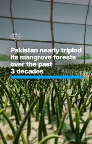 Klaus Schwab Instagram - This nation has bucked a global trend of mangrove decline. 

Learn more about the importance of mangrove forests to achieve global climate targets by tapping the link in our bio.
@1t_org