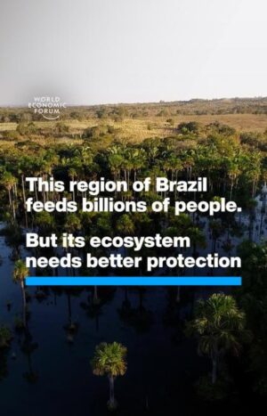 Klaus Schwab Instagram - The Cerrado, an ecoregion in Brazil that's home to 5% of the Earth's species, is under threat from unsustainable farming practices. 

Learn more about efforts to protect the world's most biodiverse savanna by tapping on the link in our bio.