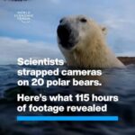 Klaus Schwab Instagram - As melting sea ice makes it harder for polar bears to hunt seals, they were seen foraging for berries. Launched at #wef24, the Climate Tipping Points Hub is a data-driven, immersive experience where people can visualise the impacts of climate change in remote regions like the Arctic. Learn more by tapping on the link in our bio. @ualberta