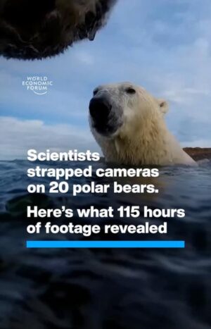 Klaus Schwab Instagram - As melting sea ice makes it harder for polar bears to hunt seals, they were seen foraging for berries. 

Launched at #wef24, the Climate Tipping Points Hub is a data-driven, immersive experience where people can visualise the impacts of climate change in remote regions like the Arctic. Learn more by tapping on the link in our bio.

@ualberta