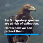 Klaus Schwab Instagram - Migratory animals are key to planetary health – and they’re increasingly under threat. Learn more about the latest nature stories from the World Economic Forum’s Centre for Nature and Climate by tapping on the link in our bio.
