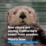Klaus Schwab Instagram – These marine mammals are doing conservation work that would cost millions of dollars for humans to do.

Learn more about the latest news in nature from the World Economic Forum’s Centre for Nature and Climate. Tap the link in our bio to learn more.

@dukeuniversity
