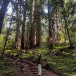 Krystal Jung Instagram - the forest has ears🌳👂🏻