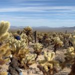 Krystal Jung Instagram - est. 1994!🌵 Joshua Tree National Park