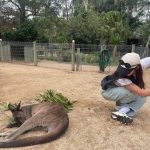 Kwon Yu-ri Instagram - 🐨🦒🐅🐬🦓🐆🦙🦣🦧🦍🦜🦦🦥
