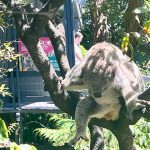 Kwon Yu-ri Instagram - 🐨🦒🐅🐬🦓🐆🦙🦣🦧🦍🦜🦦🦥