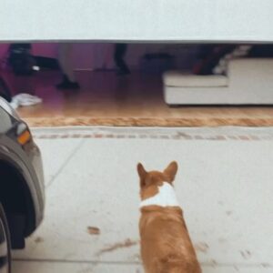 Kyle Hanagami Instagram - He was more than just a dog. He saw me grow up. He loved me when I was broke and living with two roommates and he loved me just as much when I bought a house with a backyard just for him. He loved me when I was broken-hearted and he loved me when I fell in love. He loved me when I booked my first big job and he loved me the same when I had no idea what I was doing. He loved me when I was gone for work and he loved me when I was at home laying on the floor with his chin resting on my chest. 

But when I was diagnosed with cancer, he loved me the most because I needed it and when he was diagnosed with the same, I loved him the most in return—the kind of love that grows even more now that he’s gone. 

He loved me regardless of my accomplishments or my failures. He didn’t care if I had nothing to do or a thousand things on my schedule. He lovingly demanded I was present with him at all times and for that, I am forever grateful. I miss him painfully. My dog. My love. My Cash.